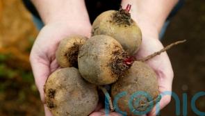 Scientists to study if beetroot can help people with type 2 diabetes burn fat