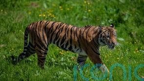 Chester Zoo welcomes endangered Sumatran tiger Dash with hope for cubs