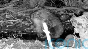 England fans asked to help name beaver kits in honour of Lionesses