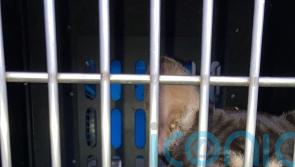 Police operation targeting animal smuggling seizes 57 puppies
