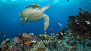 Australia to protect Great Barrier Reef by banning coal mine