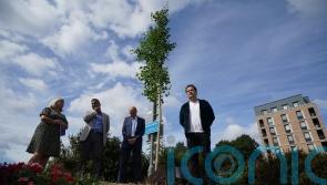 NHS suicides ‘brushed under carpet’, BBC show creator says as memorial unveiled