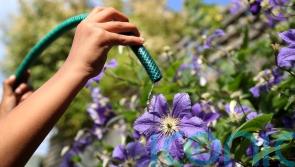 Hosepipe ban comes into force amid hot and dry conditions