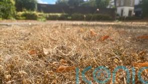 Experts: Which plants to save and which to spare as gardeners ponder water use