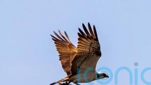 Yorkshire’s first breeding ospreys for centuries ‘nothing short of a miracle’