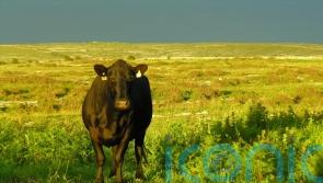 Citizens’ assembly on agriculture the wrong model, says farming group