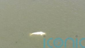 Beluga whale which strayed into France’s Seine River not accepting food