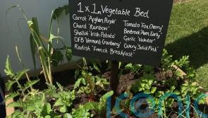 GUIDE: Big ideas for tiny gardens in Carlow - from mini ponds to bug hotels