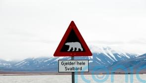 Tourist injured in polar bear attack on Norwegian island
