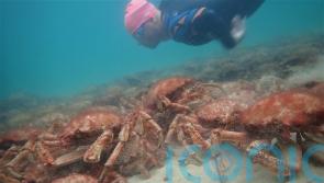Mass gatherings of spider crabs ‘not dangerous to humans’