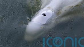 Rescuers to move whale stranded in French river to saltwater