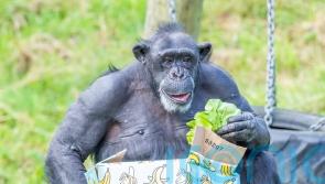 Chimpanzee Lizzie celebrates milestone birthday at Belfast Zoo