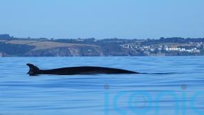 Cornwall kayaker captures ‘thrilling’ footage of close encounter with 30ft whale
