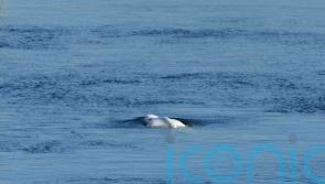 Beluga whale stranded in French river dies, authorities say