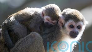 Safeguarding indigenous peoples’ lands could save primates, research suggests