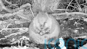 Football fans name beaver kits after Lionesses