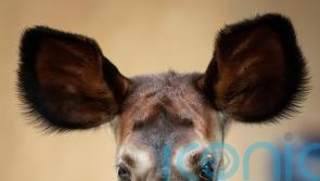 Dublin Zoo announces birth of endangered okapi calf