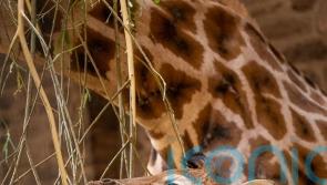 Newborn giraffe arrives with a bump at zoo