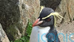 Penguin killed by fox in zoo enclosure