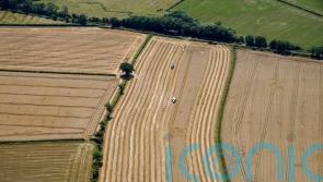 Drought will mean poor quality potato crop and financial losses, farmers say