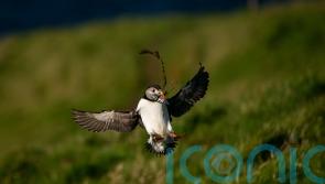 Remote Icelandic community fights to save pufflings with puffin patrols