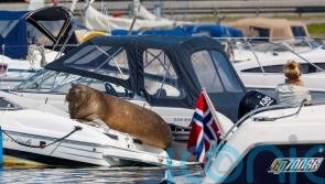 Freya the walrus euthanised in Oslo due to fears for human safety