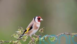 How to help smaller birds fight for their share in your garden