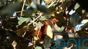 Red panda found in fig tree after escaping Australian zoo
