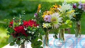Grow the perfect late summer blooms to cut for your home