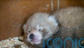 Birth of endangered red panda cub a ‘symbol of hope’