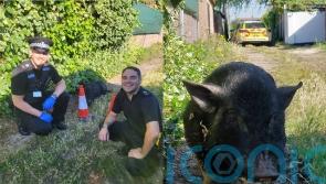 Pig apprehended after ‘munching through gardens’
