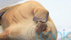 Campaign under way in Norway to erect statue of euthanised walrus