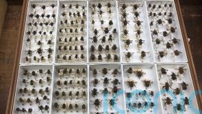 Bees increasingly stressed by climate change over the past 100 years – study