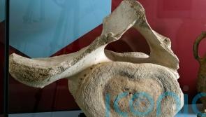 Medieval whale bone discovered at inland castle goes on display