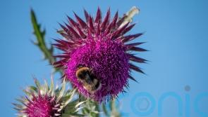 ‘Vital’ bee populations boosted by national park wildflower corridor scheme