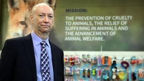 Charity chief appeals for information over cat caught in snare in Newry