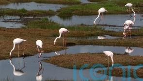 Changing weather patterns caused by climate change threatening migratory birds