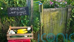 GUIDE: Ways to be less wasteful in the garden