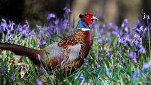People eating wild-shot pheasant ‘likely to be eating lead’