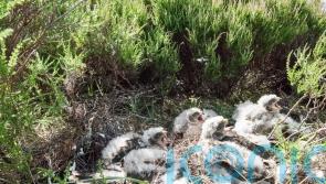 National Trust celebrates good breeding year for hen harriers in Peak District