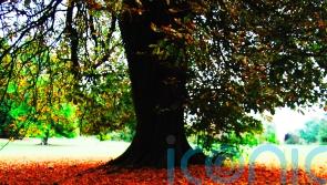 ‘False autumn’ caused by summer drought spells trouble for nature