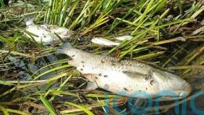 Thames Water sewage leak killed hundreds of fish on tributary