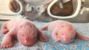 Panda twins born in China as species struggles for survival