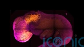 ‘Synthetic embryo with brain and beating heart grown from mouse stem cells’