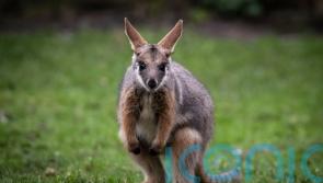 Missing wallaby found after three days on the run