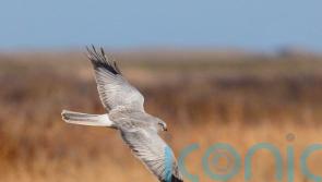 More than 100 hen harrier chicks fledge in England in century high for rare bird
