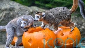 Bristol Zoo extends opening hours ahead of closure