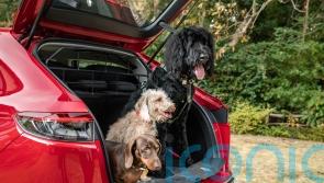 Honda announces range of new dog accessories for its cars