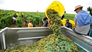 Drought forces earliest harvest ever in French wine country