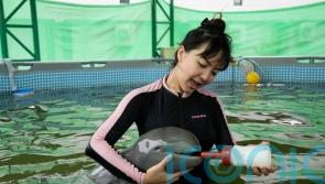Sick dolphin calf improves with tube-fed milk and helping hands